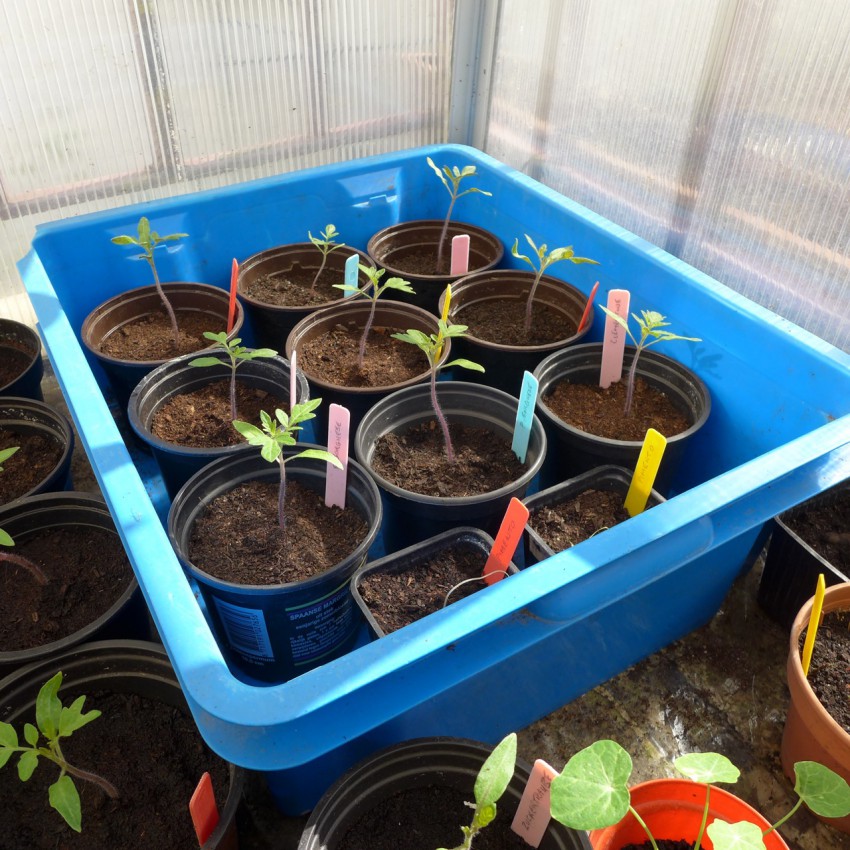 Tomato seedlings