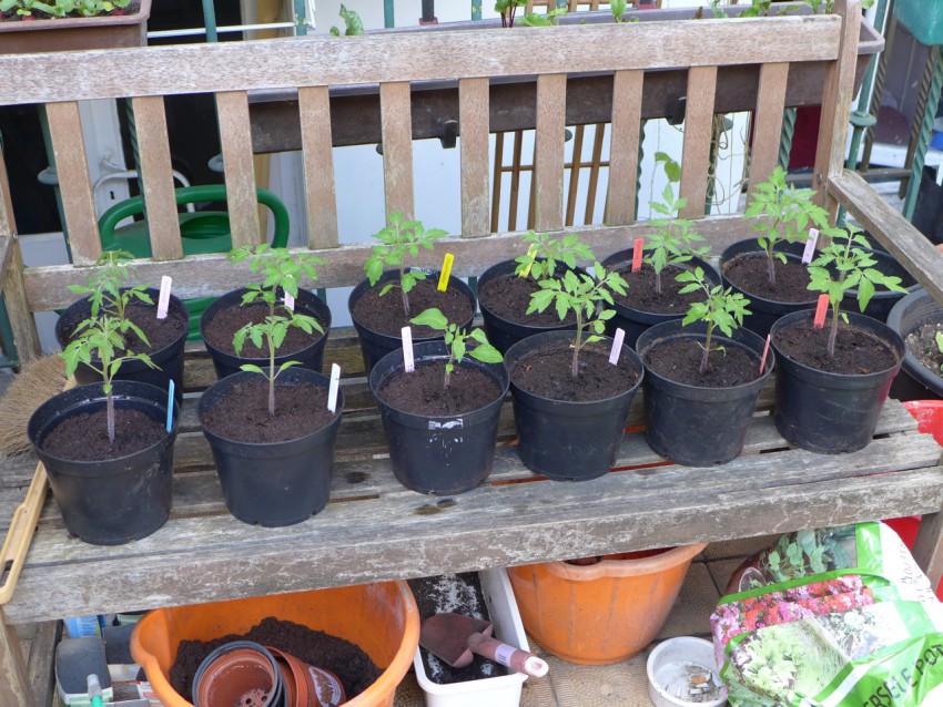 Young tomato plants