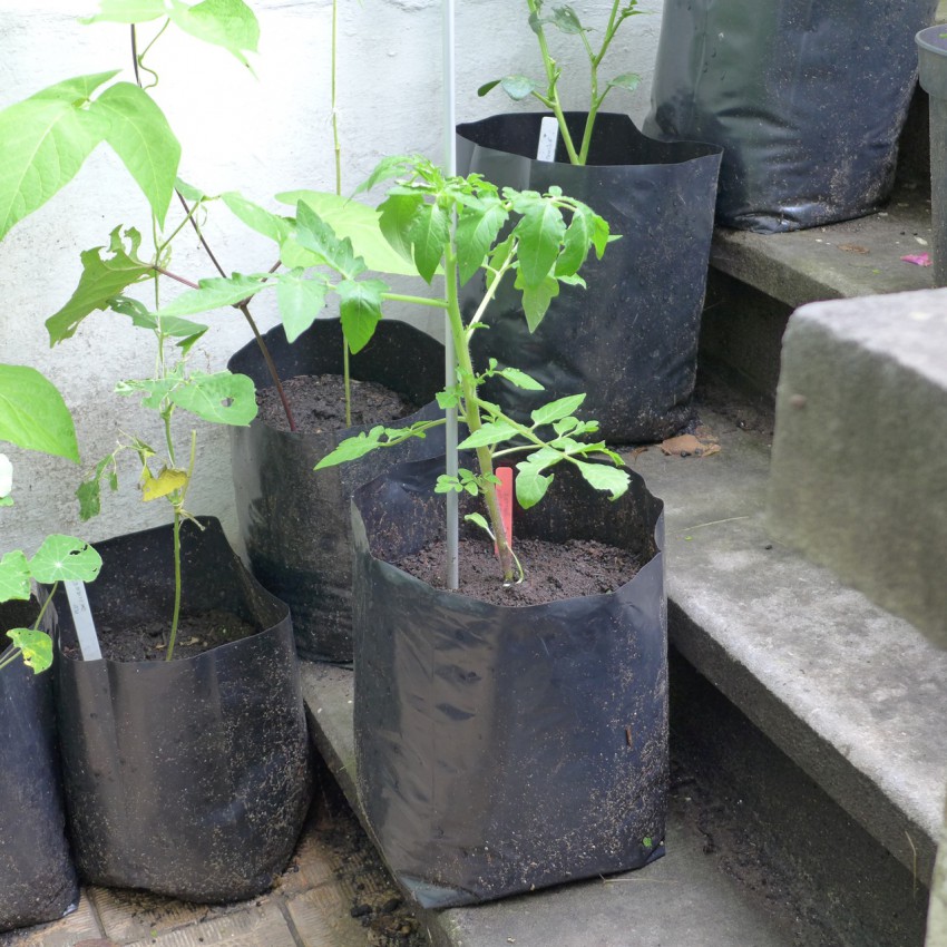 11 DIY Uses Of Plastic Bags In The Garden That Are Practical  Cheap   Balcony Garden Web