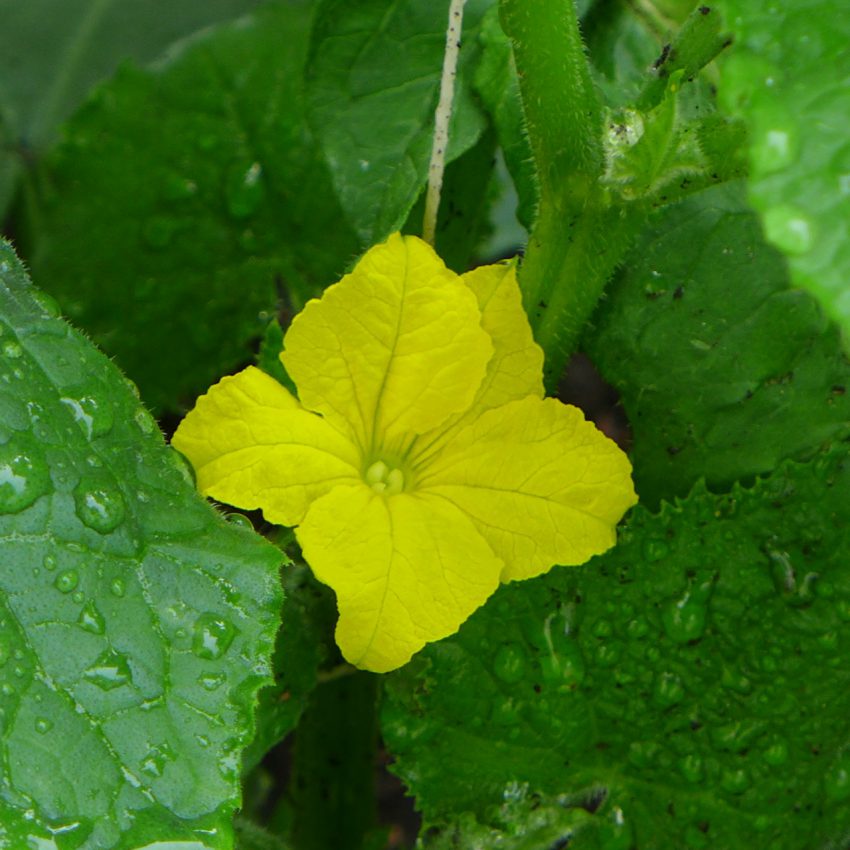 Cucumber flower