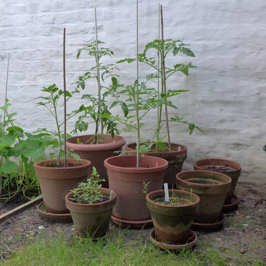 Young tomato plants