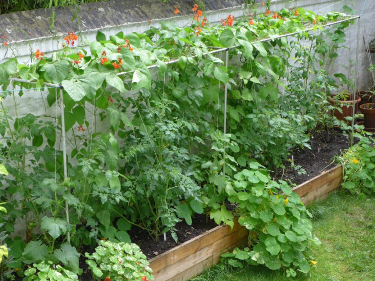 Raised bed Tomato - Diary of a Brussels Kitchen Garden