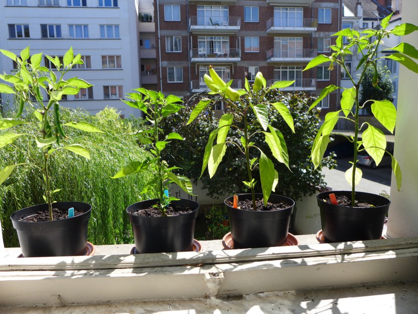 Windowsill plants