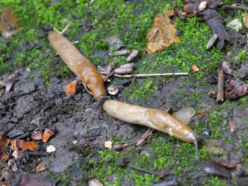 Spanish slugs