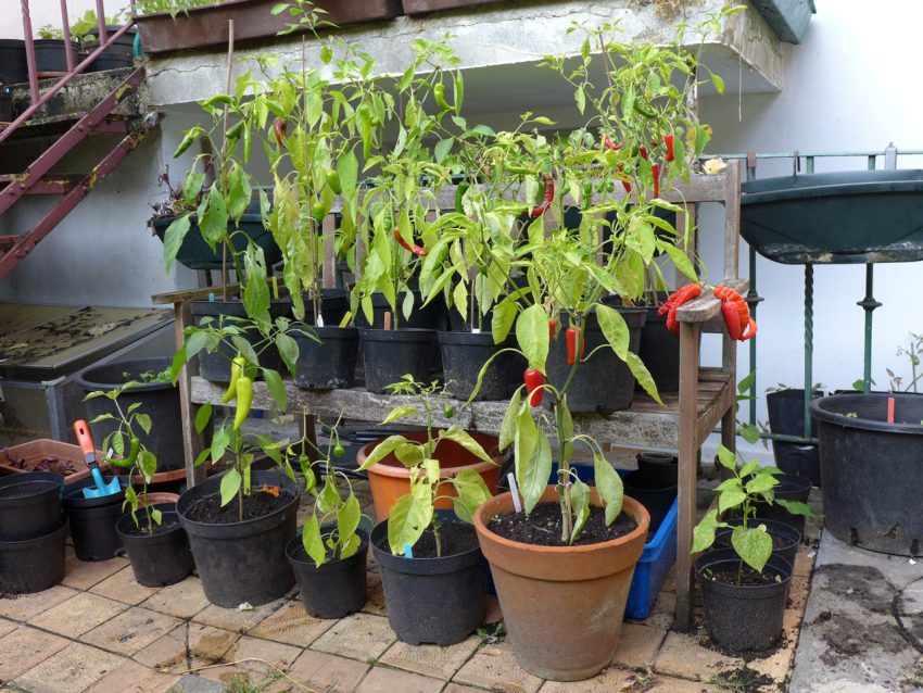 Chilli pepper plants