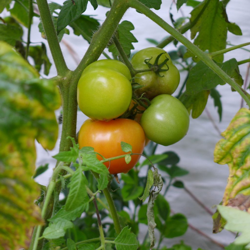 Winter tomatoes Diary of a Brussels Kitchen Garden