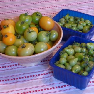 Final tomato harvest