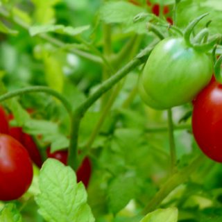 Picking tomatoes from the vine