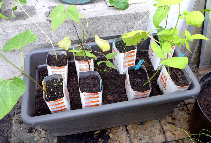 Planting out beans - Diary of a Brussels Kitchen Garden