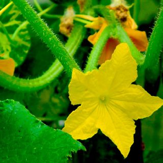 Planting out cucumbers