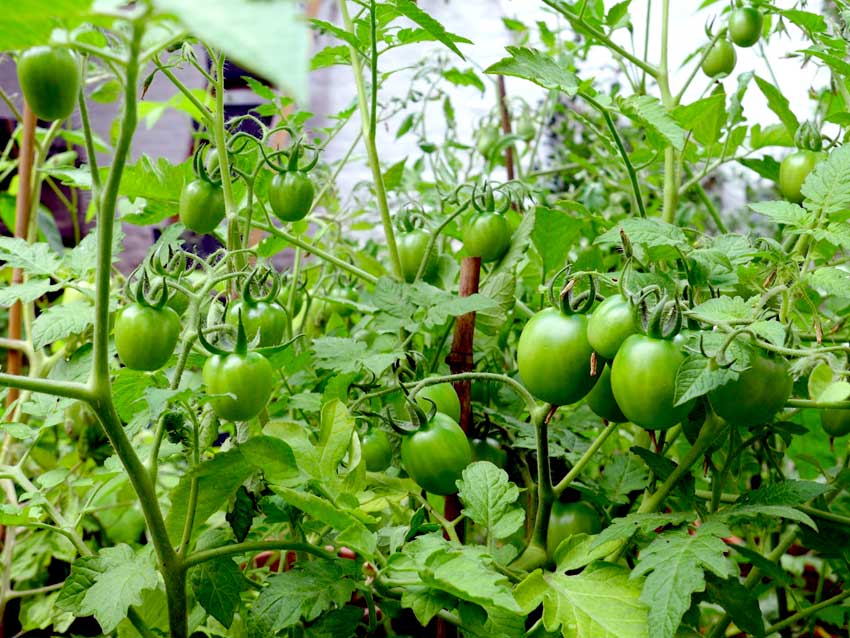 Pot tomato progress