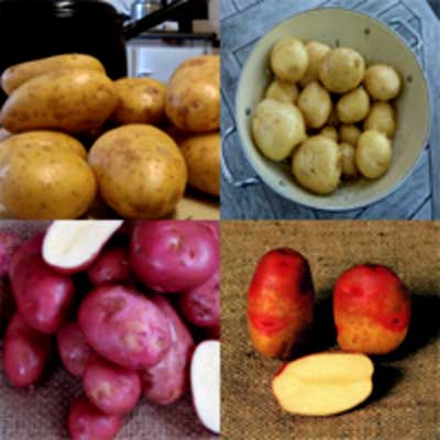 Potato Collection Cooks Choice
