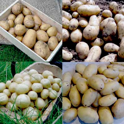 Potato Collection Waxy Salads