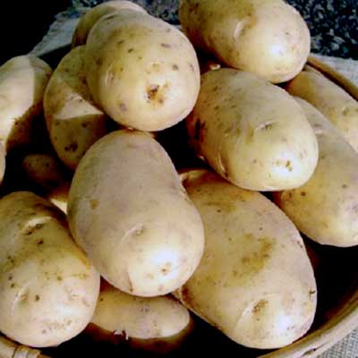 Potato Cosmos