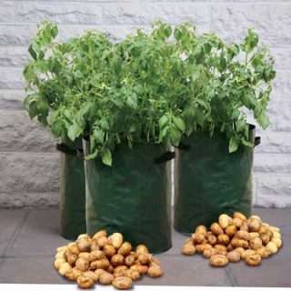 Potato Patio Planters