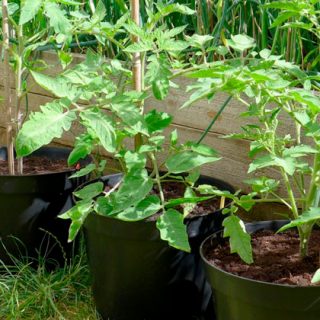 Potting up tomatoes