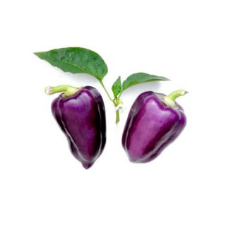 Purple Pepper Oda