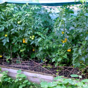 Raised bed tomatoes