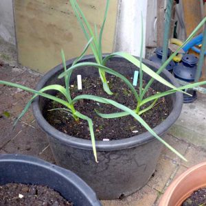 Red Duke garlic in large pot