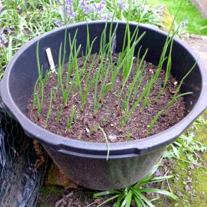 Red onions in large pot