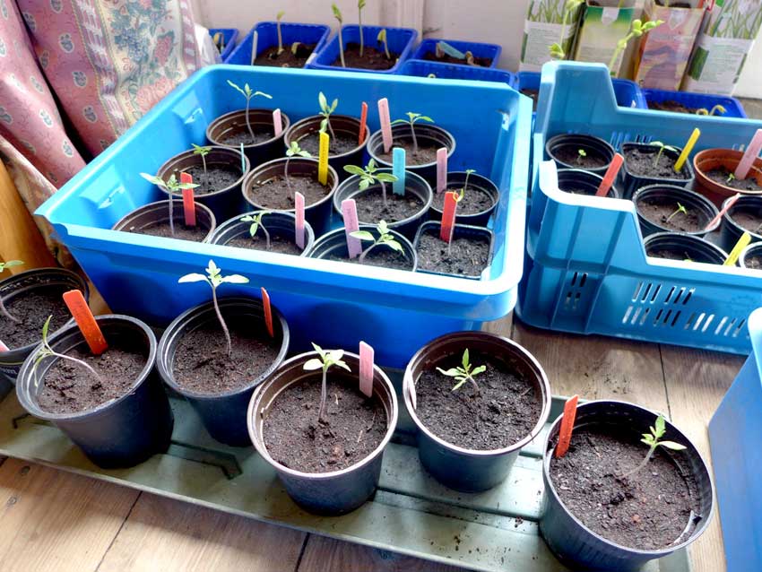 Repotting tomato seedlings