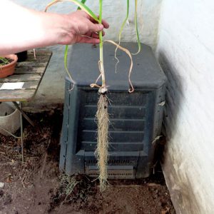 Root length