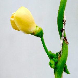 Runner bean flower