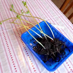 Separate plants