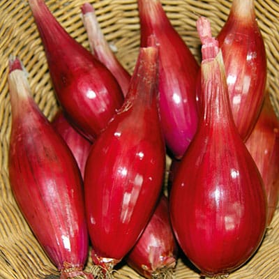 Shallot (Organic) Seeds - Long Red Florence