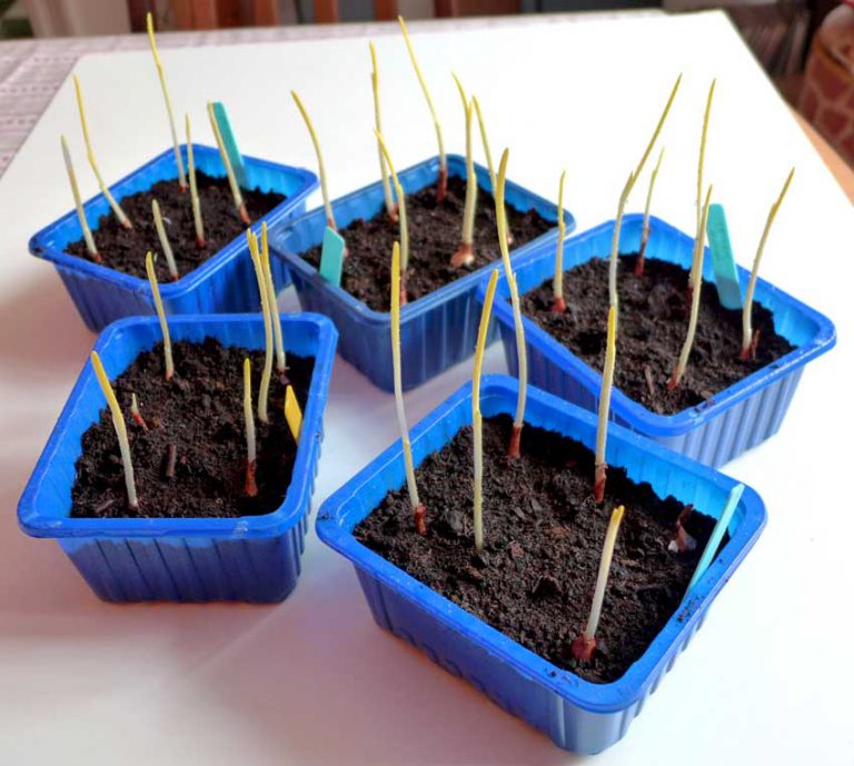 Start onion sets Diary of a Brussels Kitchen Garden