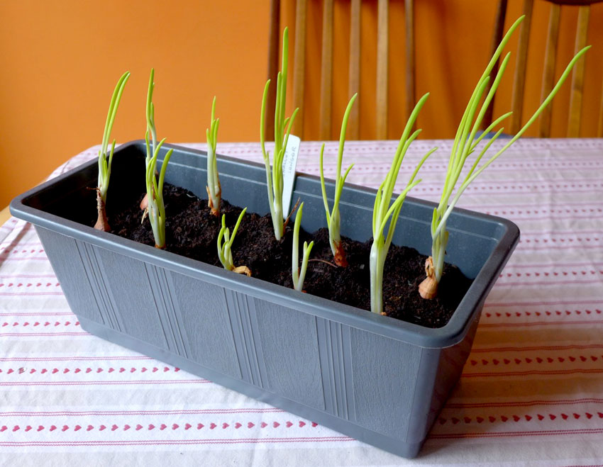 How to grow Shallots