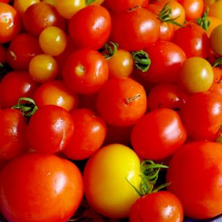 Starting summer tomatoes