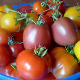 Summer Colours Tomatoes
