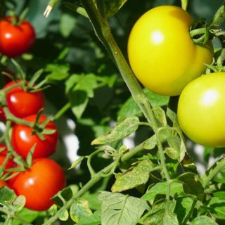 Summer Tomatoes