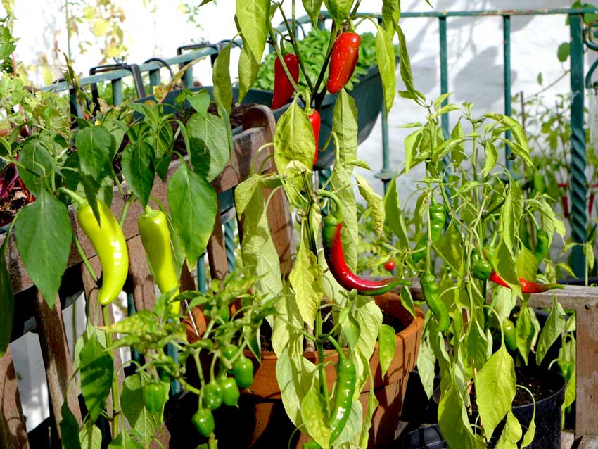 Summer chilli peppers