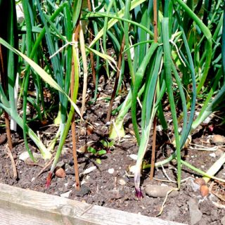 Summer onions featured