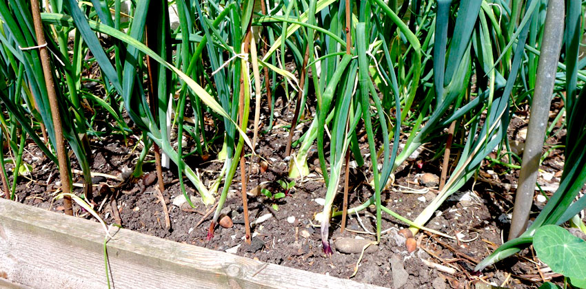 Summer onions featured