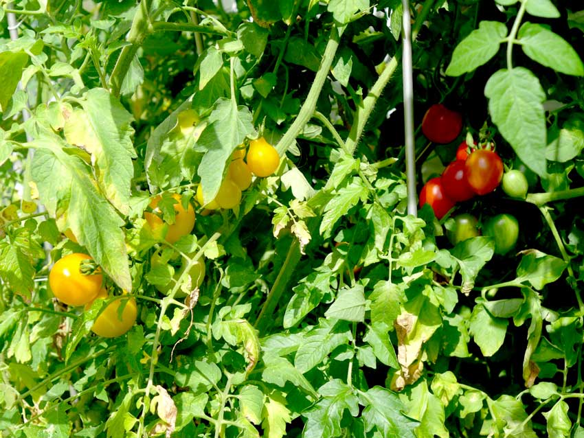 Summer tomatoes