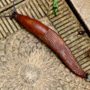 The Spanish slug