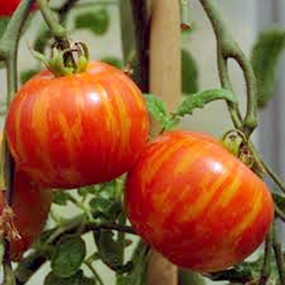 Tomato Amurskiy Tigr
