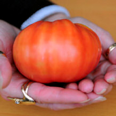 Tomato Caspian Pink