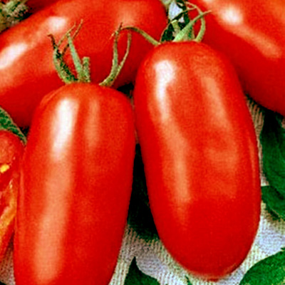 Tomato Moskovskyy Delikates
