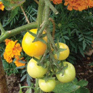 Tomato Orange Bourgoin