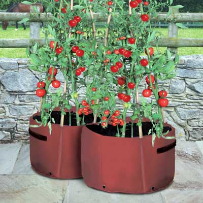 Tomato Patio Planters (x2)