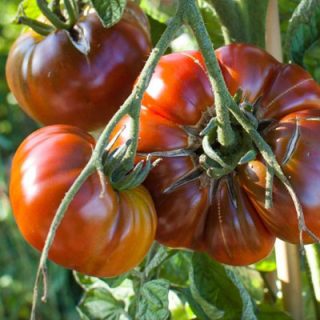 Tomato Paul Robeson