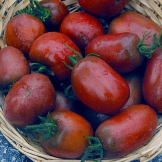 Tomato Purple Russian