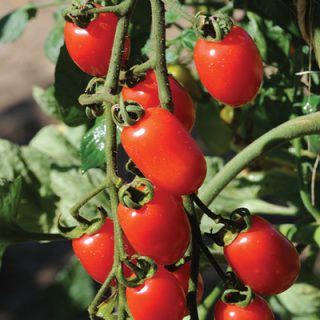 Tomato Red Pearl