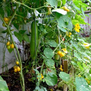 Tomatoes beans and cucumbers