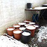 Winter pots