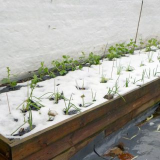 Winter in raised bed (harvest in spring)